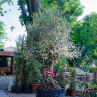 Олива европейская бонсай купить