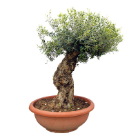 Олива европейская бонсай купить