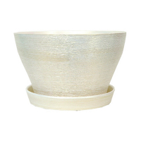 Бокарнейница люкс серебро купить