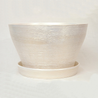 Бокарнейница люкс белый с золотом купить