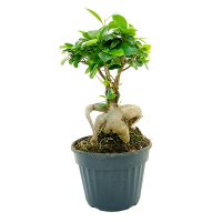 Бонсай фикус микрокарпа гинсенг купить