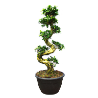 Бонсай фикус микрокарпа Гинсенг в керамике купить