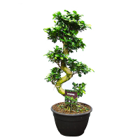 Бонсай фикус микрокарпа Гинсенг в керамике купить