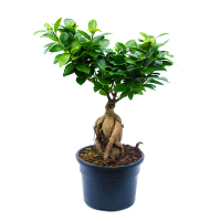 Бонсай фикус микрокарпа Гинсенг в керамике купить
