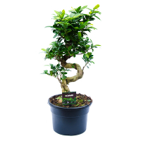 Бонсай фикус микрокарпа Гинсенг в керамике купить