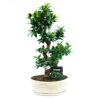 Бонсай фикус микрокарпа Гинсенг в керамике купить