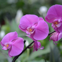 Орхидея фаленопсис 2 цветоноса купить