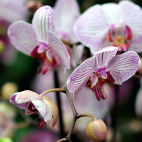 Орхидея фаленопсис 2 цветоноса купить