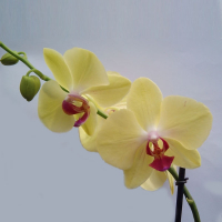Орхидея фаленопсис 2 цветоноса купить