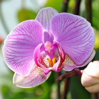 Орхидея фаленопсис 1 цветонос купить