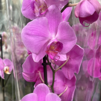 Орхідея фаленопсис 1 квітконос купить