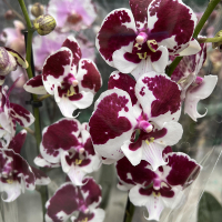 Орхидея фаленопсис 2 цветоноса купить