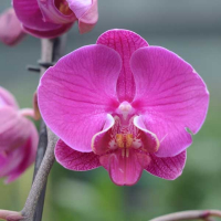 Орхидея фаленопсис 2 цветоноса купить