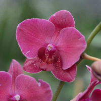 Орхидея фаленопсис 2 цветоноса купить