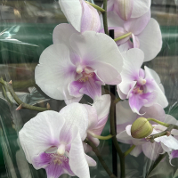 Орхидея фаленопсис 2 цветоноса купить