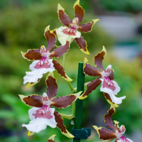 Орхидея Камбрия микс купить