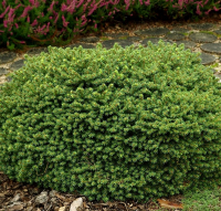 Ель восточная Литл Джем купить