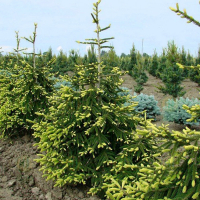 Ель восточная Ауреа купить