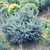 Ель колючая голубая Кейбаб купить