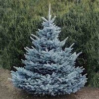 Ель колючая Супер Блю купить