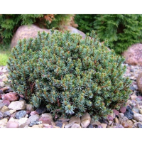 Ель канадская Блю Планет купить