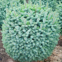 Ель ситхинская Миджет купить