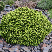 Ель обыкновенная Литл Джем купить