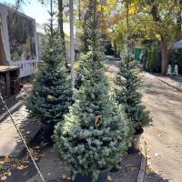 Ель голубая Kaibab 150/175 купить