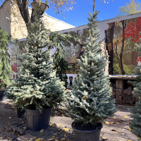 Ель голубая Kaibab 175/200 купить