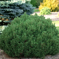 Сосна горная Мопс купить