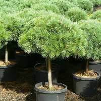 Сосна веймутова Нана на штамбе купить