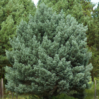 Сосна сильвестрис Ватерери купить