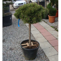 Сосна горная Мопс купить