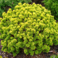 Сосна горная Oфир купить