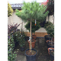 Сосна итальянская купить