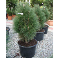 Сосна черная Грин Тауэр купить