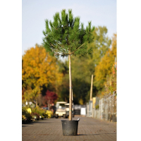 Сосна Итальянская купить