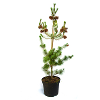 Сосна мелкоцветковая Негиши купить