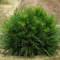 Сосна горная Варелла купить