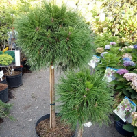 Сосна горная Варелла штамб купить