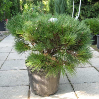 Сосна черная Брепо купить