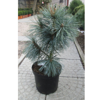 Сосна мягкая Вандерволф Пирамид купить