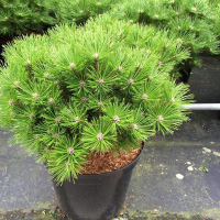 Сосна густоцветковая Лоу Глоу купить