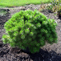 Сосна густоцветковая Джейн Клуис купить