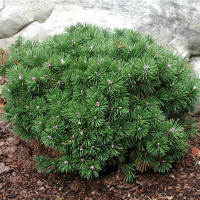 Сосна горная Мопс купить