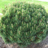 Сосна Бревифолия купить