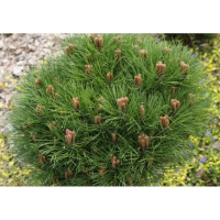 Сосна черная Пиерик Брегон купить