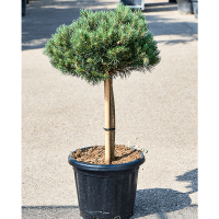 Сосна сильвестрис Ватерери штамб купить