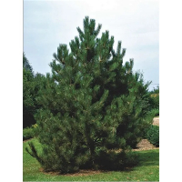 Сосна черная Австрийская купить