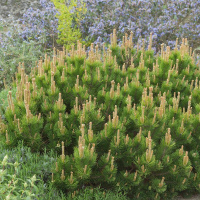 Сосна горная Мугус купить